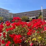 Apartman Apcostas Els Pins Lotus *
